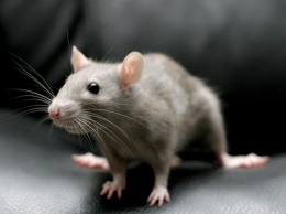 Мыши помогли ученым объяснить, как расслабляются йоги