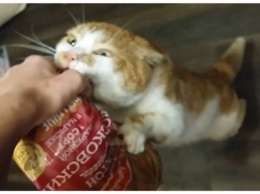 Жадный кот по имени Борис стал звездой интернета