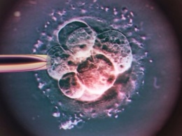 Ученые нашли «рецепт» зачатия ребенка от трех родителей