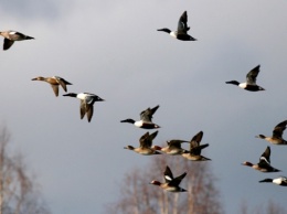 В Днепропетровской области запрещают охотиться на птиц