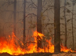 На Днепропетровщине катастрофическая ситуация с лесными пожарами