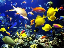Выбираем аквариум - настоящий или искусственный?