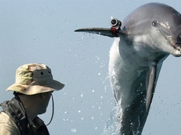 Израиль использует военных дельфинов для слежки за Палестиной