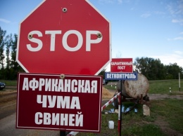 Зафиксирован второй случай вспышки АЧС на промпроизводстве в Украине