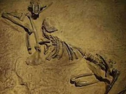 Ученые обнаружили останки древнего павиана, которому 2 млн лет