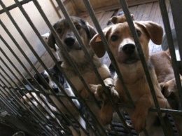 Киевляне готовят петицию против закрытия единственного в городе приюта для животных