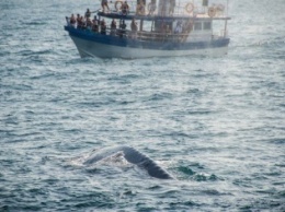 Ученые показали сердце синего кита (ВИДЕО)