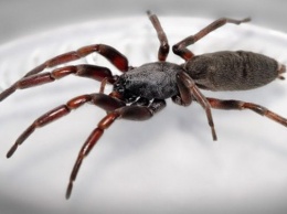 Австралийцу ампутировали обе ноги из-за укуса паука