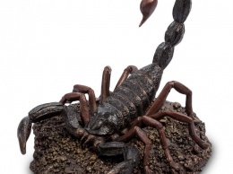 Ученые нашли самого быстрого смертоносного скорпиона в мире