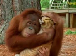 Детеныши тигра принимают орангутанга за маму