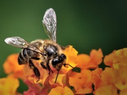 Ученые: Быстрообучаемые пчелы собирают для колонии меньше ресурсов, чем их собратья