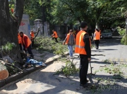 Одесские общественники передали мэру список лунок для высадки новых деревьев и пней для выкорчевывания