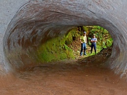Огромные туннели в бразильских джунглях выкопали гигантские ленивцы