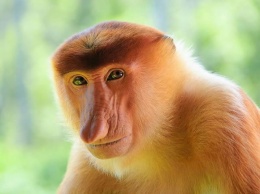 Ученые выяснили, как обезьяны "подсказывают" верное решение