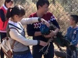 Китайцы в зоопарке оборвали павлинам хвосты