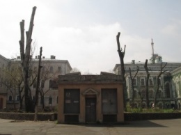 В центре Одессы коммунальщики поиздевались над деревьями (ФОТО)