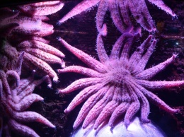 Морскую звезду отучат от пожирания рифа ее же феромонами