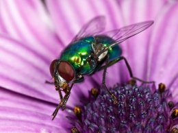 Ученые выяснили, как рефликсируют мухи