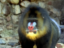 Приматы узнают о болезнях друг друга по запаху фекалий