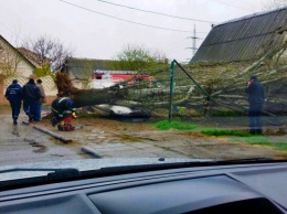 В Херсоне на Черноморской дерево не выдержало стихии (фото)