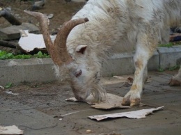 Типичная Одесса: в Аркадии гуляют козы и едят картон (ВИДЕО, ФОТО)