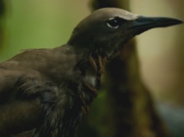Тропическое растение убивает птиц из-за "причуды эволюции"