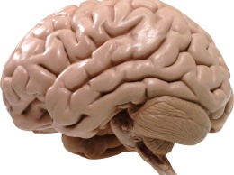 Мозг дублирует воспоминания в краткосрочную и долгосрочную память