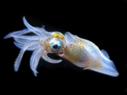 Крошечный планктон в силах противостоять океану - ученые