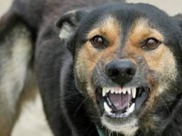 Полиция Днепра спасла щенка после нападения дворняг