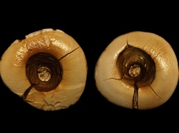 Ученые нашли следы пломб в зубах возрастом около 13 тыс лет