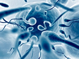 Сперматозоиды предложили использовать в борьбе с раком у женщин