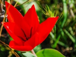 На склонах одесского Фонтана расцвели тысячи диких тюльпанов: смотри, как красиво (ФОТО)