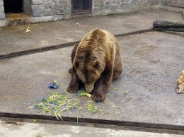 Фотофакт: конфискованными у торговцев краснокнижными растениями кормят зверей в Харьковском зоопарке