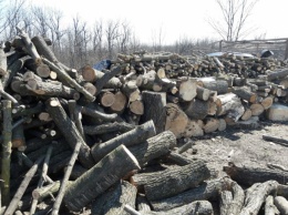 Полиция наконец взялась за производителей угля, варварски вырубающих лес на севере Одесской области