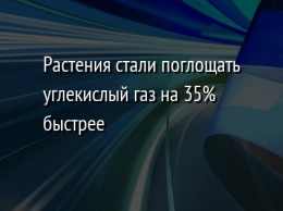 Растения стали поглощать углекислый газ на 35% быстрее