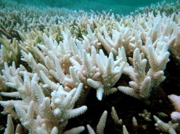 Ученые: Люди убивают Большой Барьерный риф
