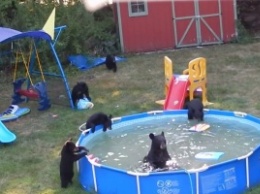 В Нью-Джерси семья медведей устроила вечеринку в бассейне