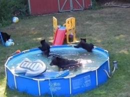 Семейка медведей решила искупаться в бассейне (ВИДЕО)