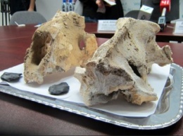 На Урале обнаружены останки гигантского пещерного льва