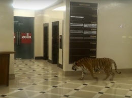 Полиция выяснила, как в торговом центре Хабаровска оказался тигр