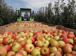Крым отправит в детдома Ленобласти 10 тонн яблок