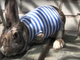 В АТО показали пасхального кролика-талисмана (видео)
