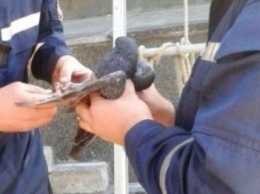В Сумах спасатели освободили раненого голубя, который зацепился за провод электроопоры