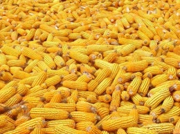 Украина получила право на беспошлинный экспорт кукурузы в Кении