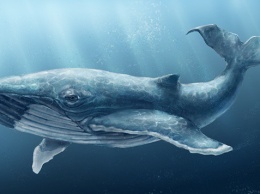 До Бразилии добралась группа смерти "Синий кит"