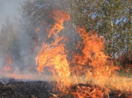 В Днепропетровской области вспыхнуло более 30 лесных пожаров