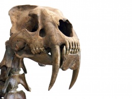 Ученые обнаружили клопов возрастом 11 000 лет