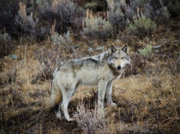 В США усыпили искалеченного редкого белого волка