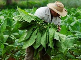 Ученые: С помощью листьев табака можно излечить любые болезни кожи