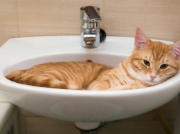 Ветеринары объяснили одержимость кошек ванными